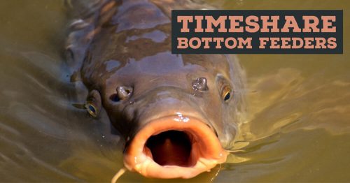 Timeshare Bottom Feeders